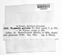 Typhula gyrans image